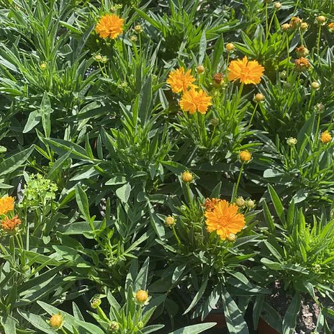 Coreopsis (3 unidades)