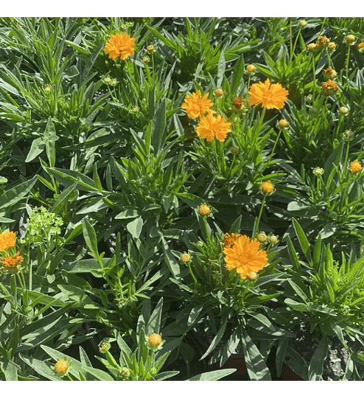 Coreopsis (5 unidades)