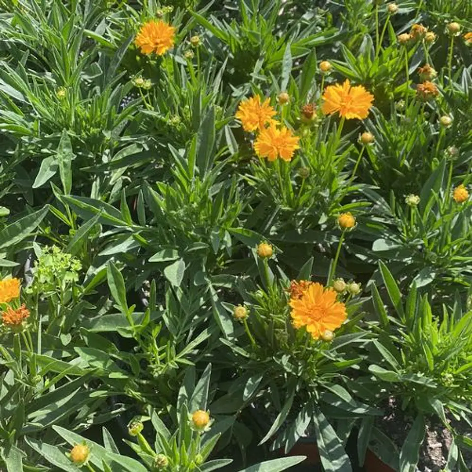 Coreopsis (3 unidades) 1