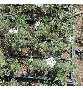 Verbena blanca (5 unidades)