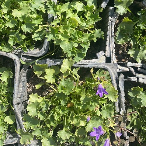Campanula (5 unidades)