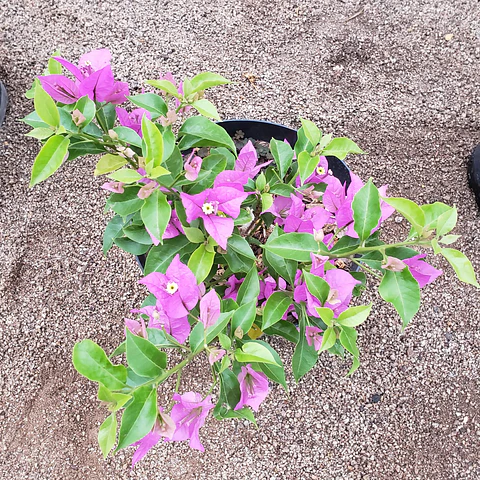 Bugambilia arbustiva