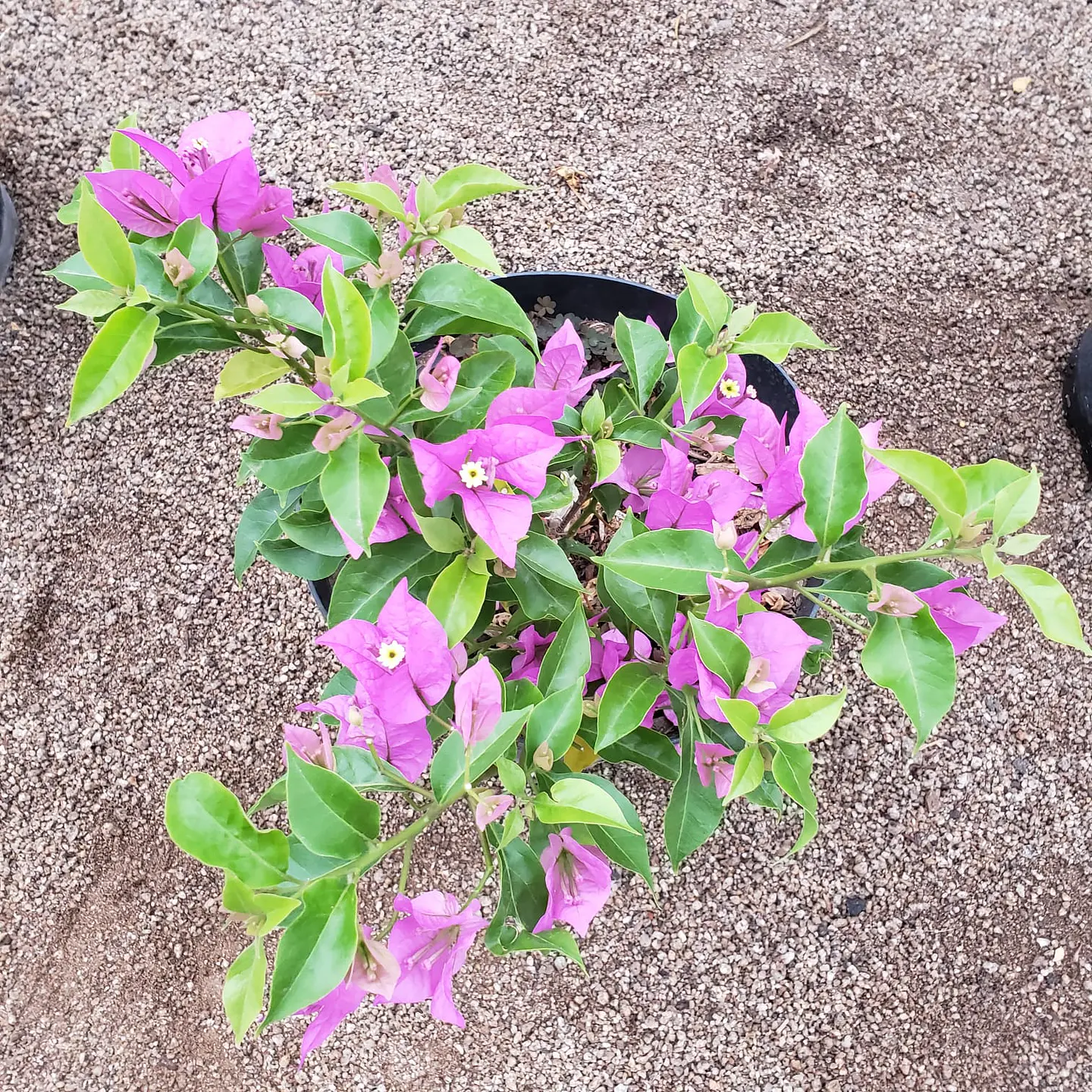 Bugambilia arbustiva 1