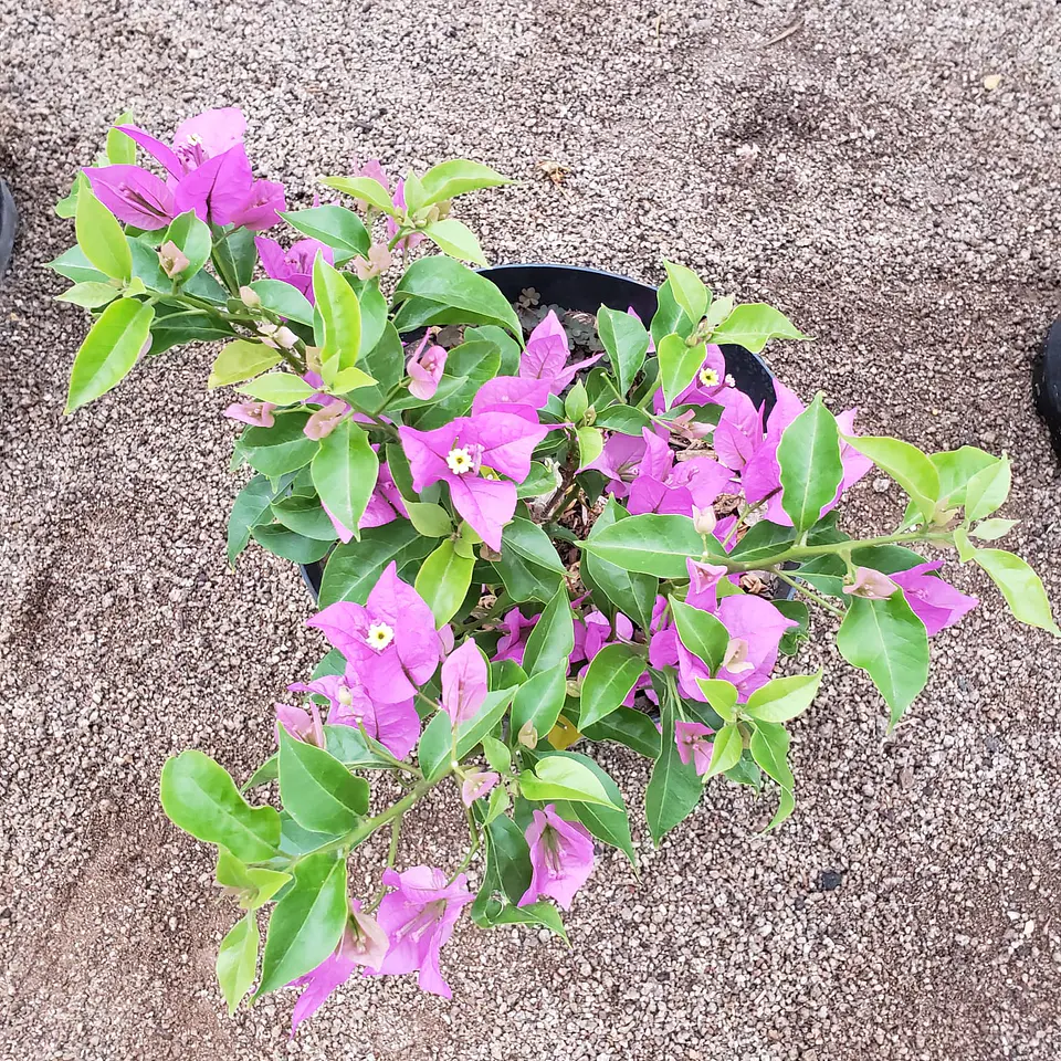 Bugambilia arbustiva 1