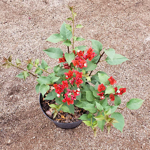 Bugambilia arbustiva