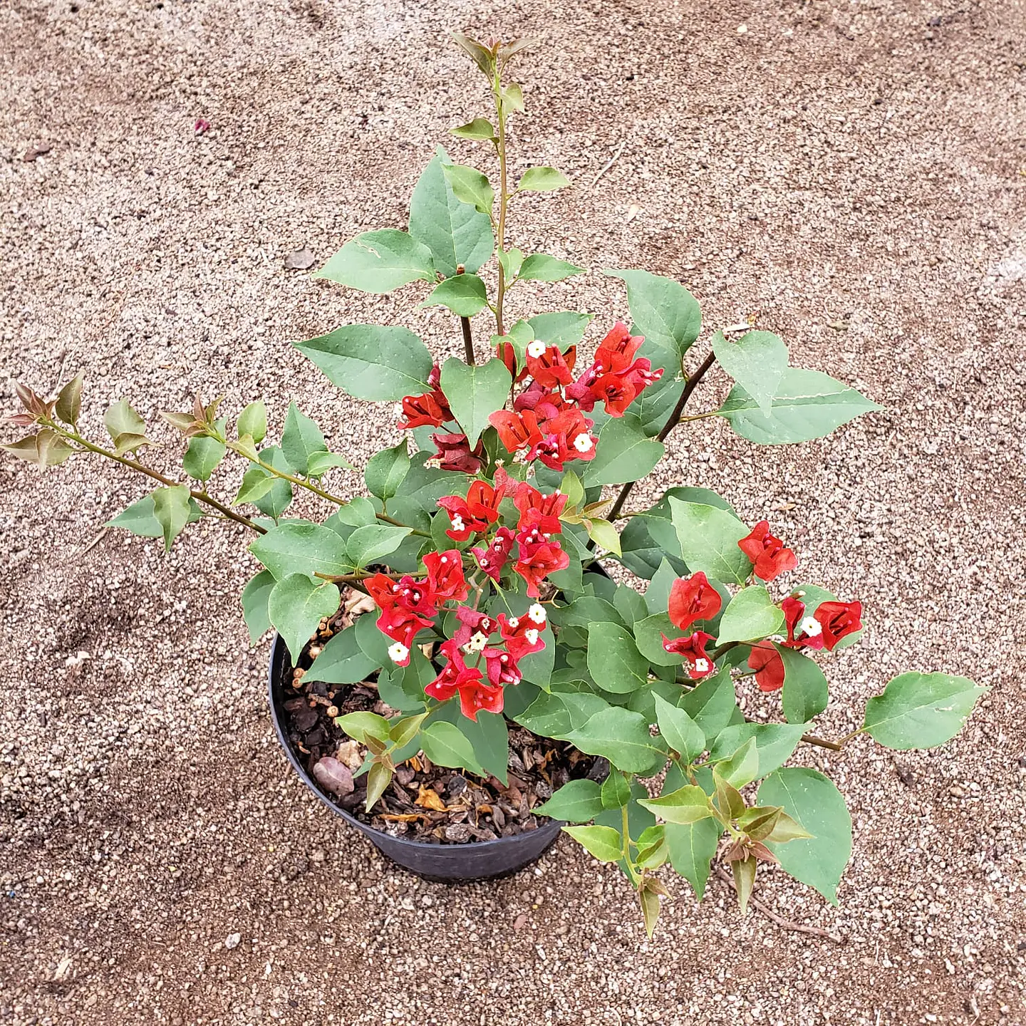 Bugambilia arbustiva 2