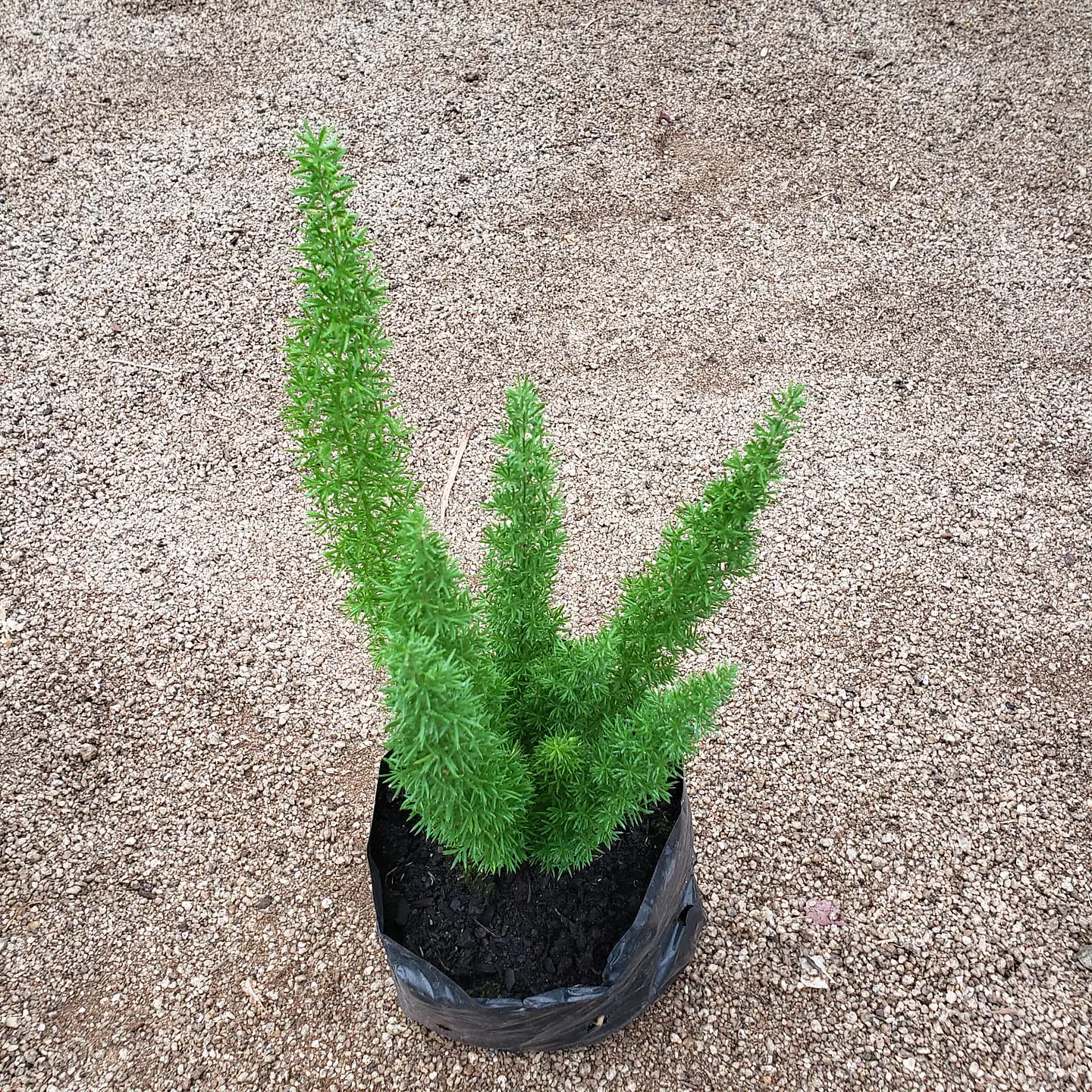 Helecho asparagus 3