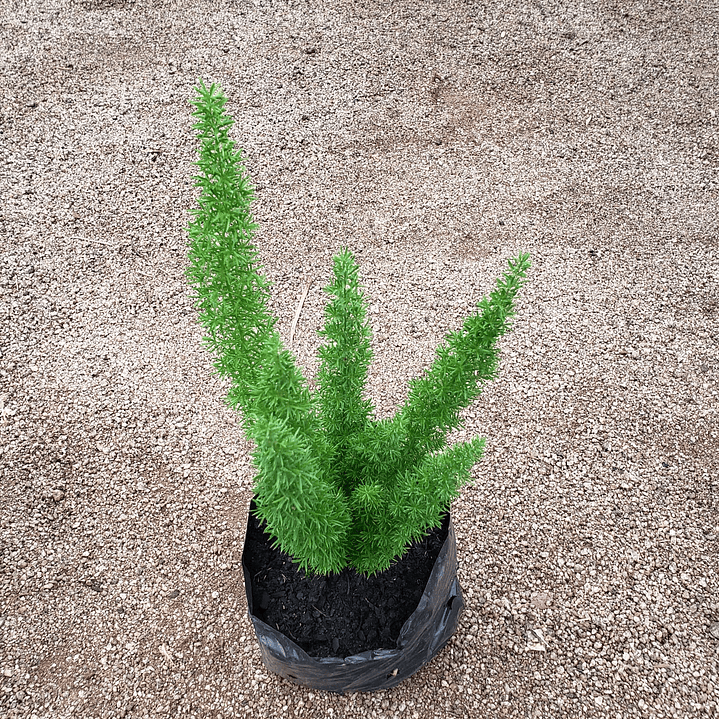 Helecho asparagus 3