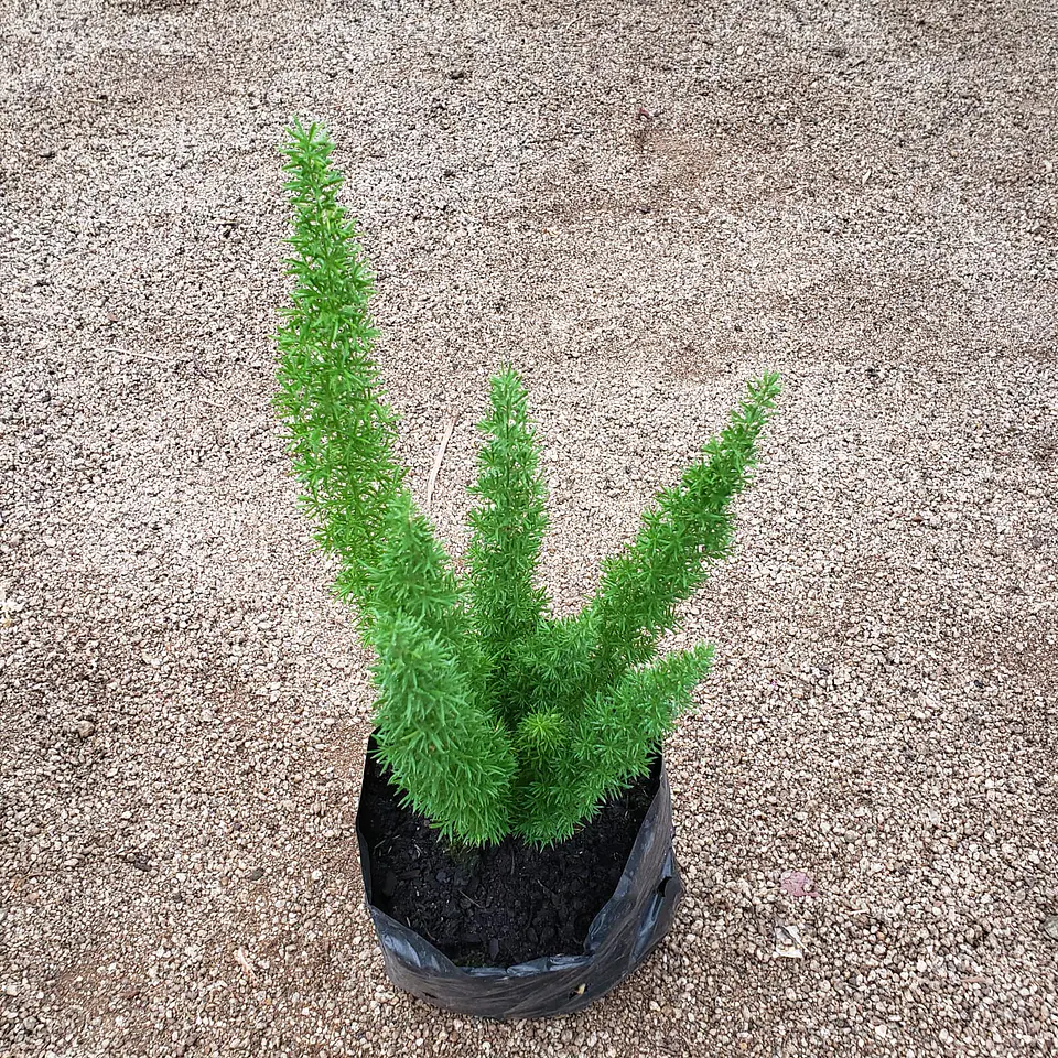 Helecho asparagus 3