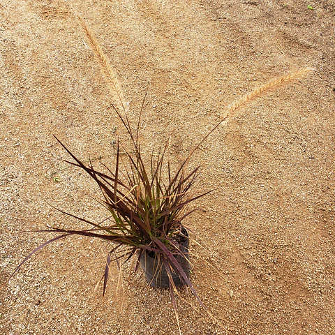 Pennisetum rubra