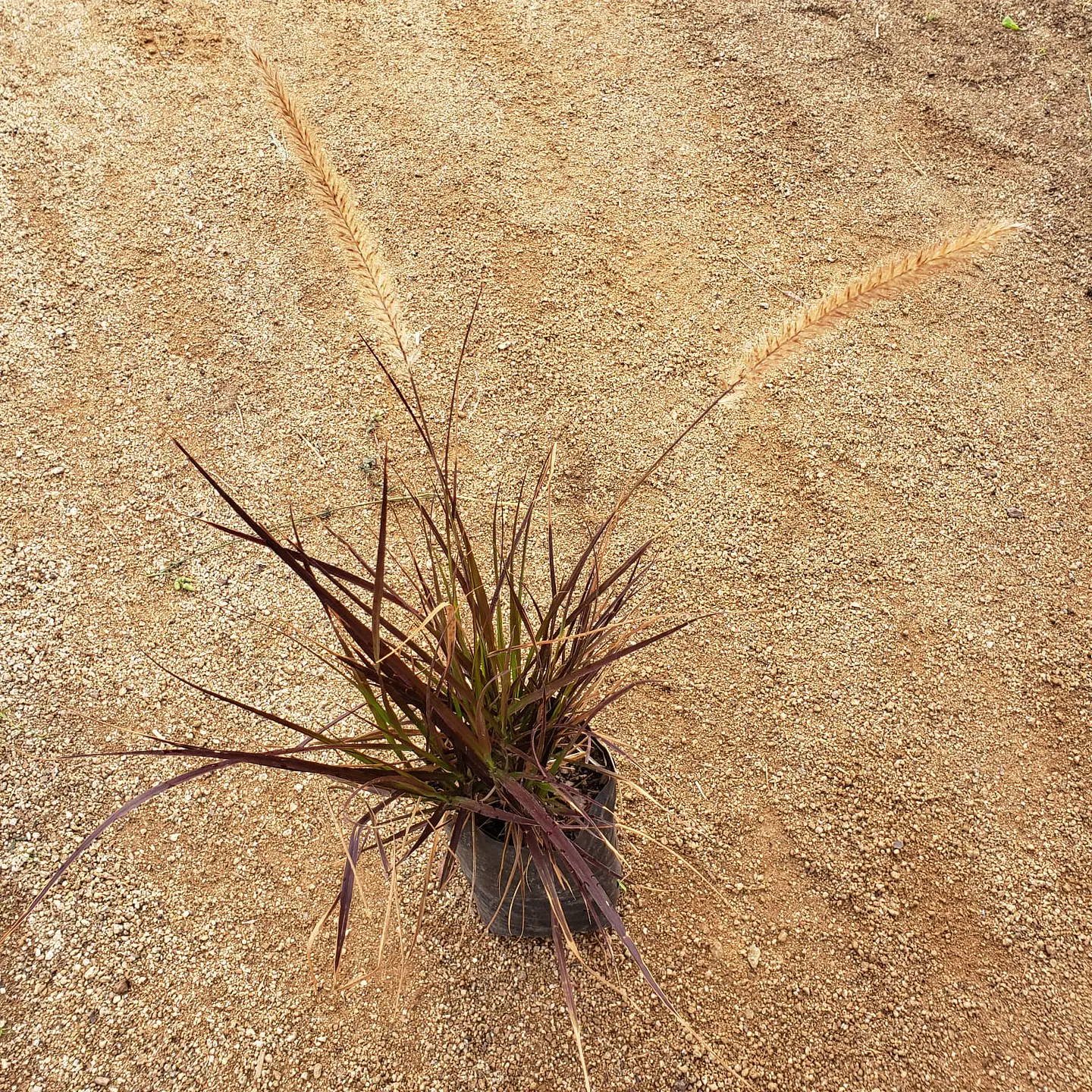Pennisetum rubra 2