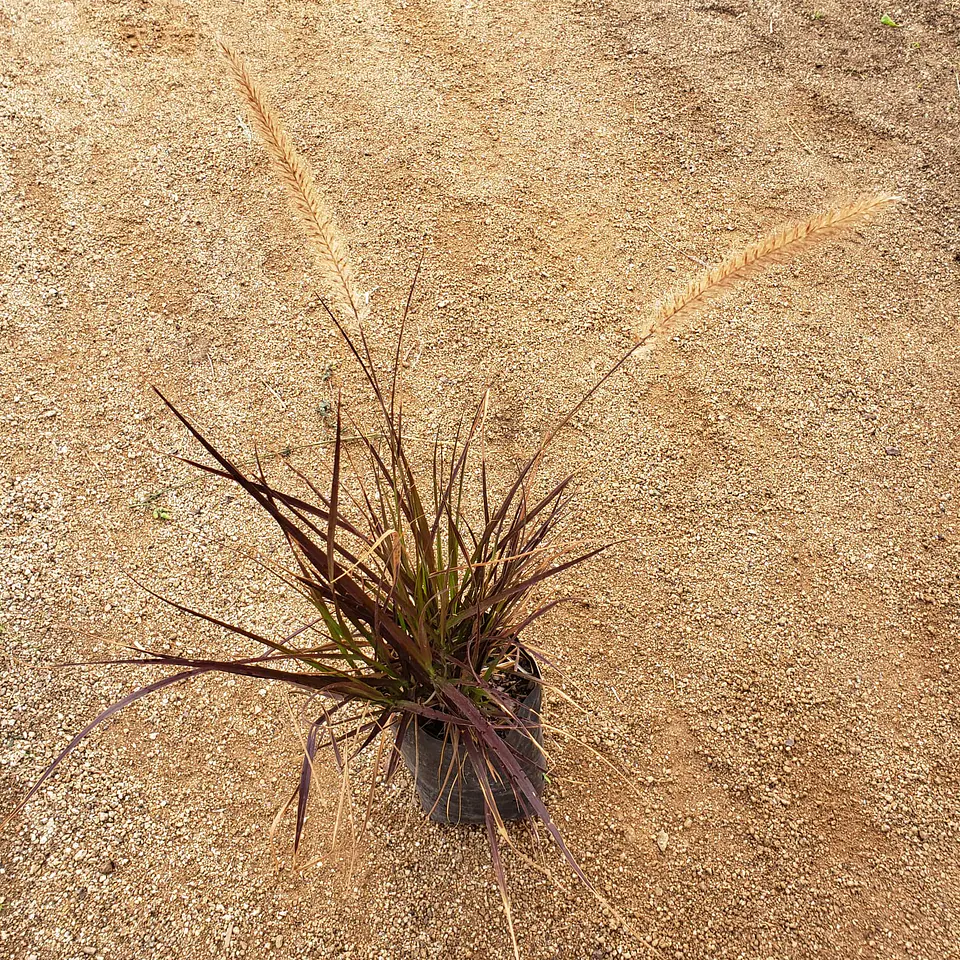 Pennisetum rubra 2