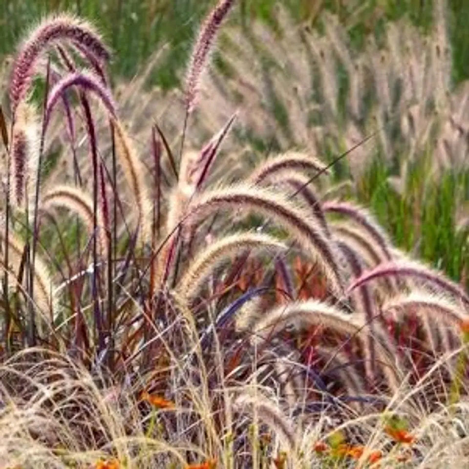Pennisetum rubra 1