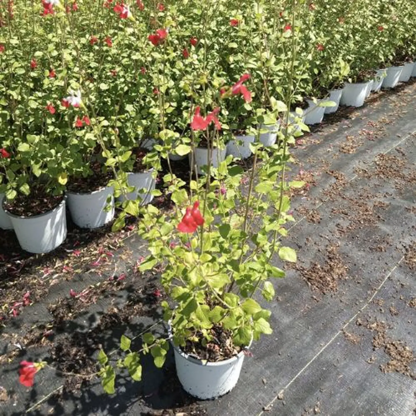 Salvia Microphylla Hot Lips 2