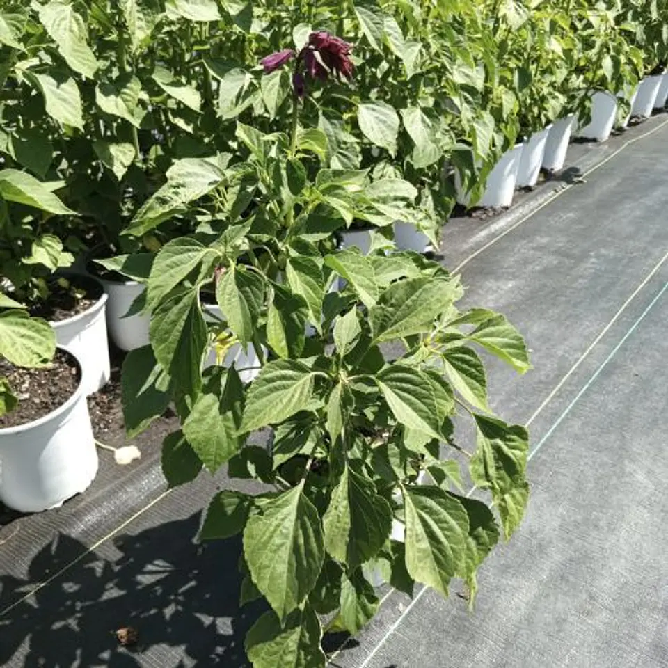 Salvia Van Houteii 2