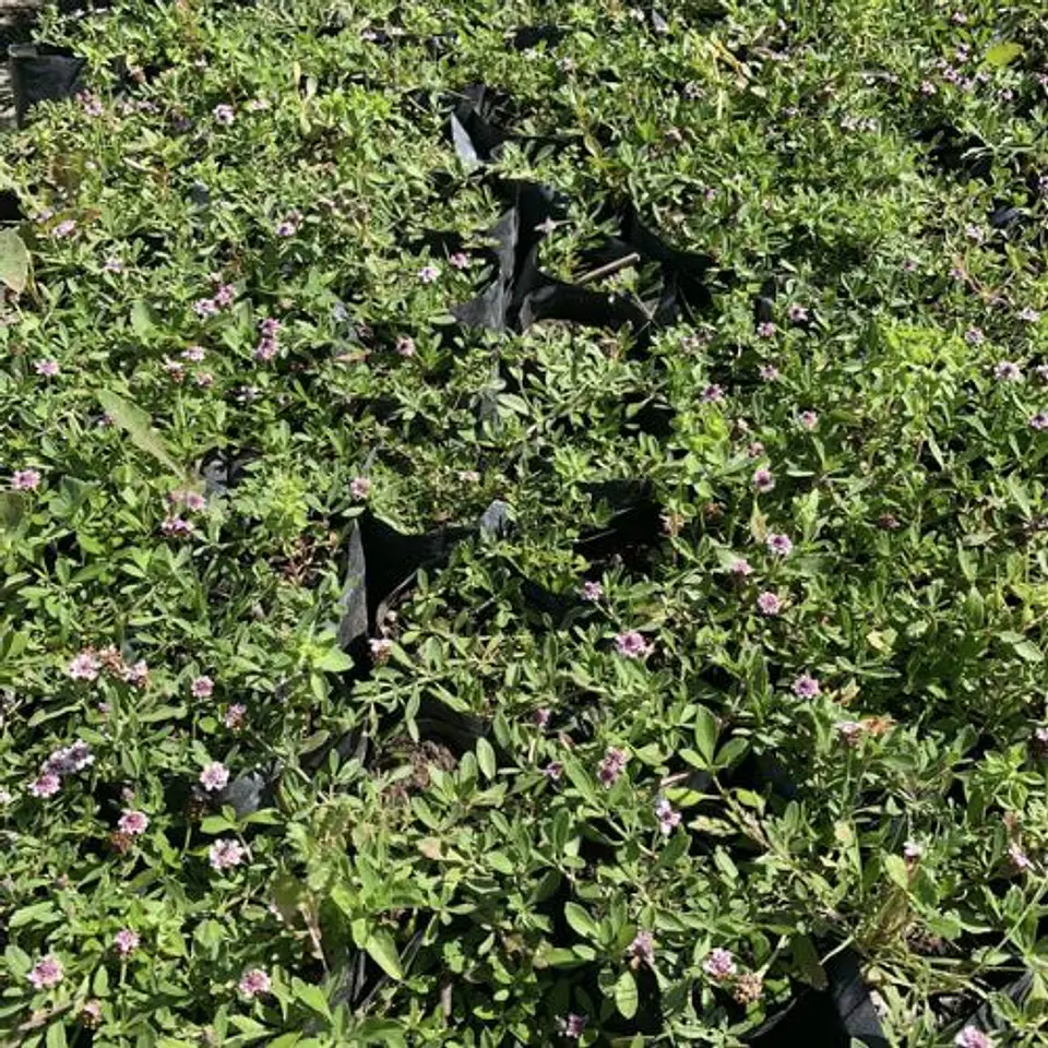 Tiqui tiqui 1