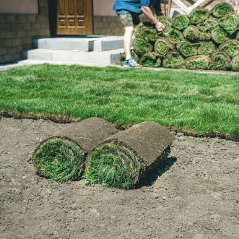 Pasto alfombra de alto tráfico por m2 + despacho
