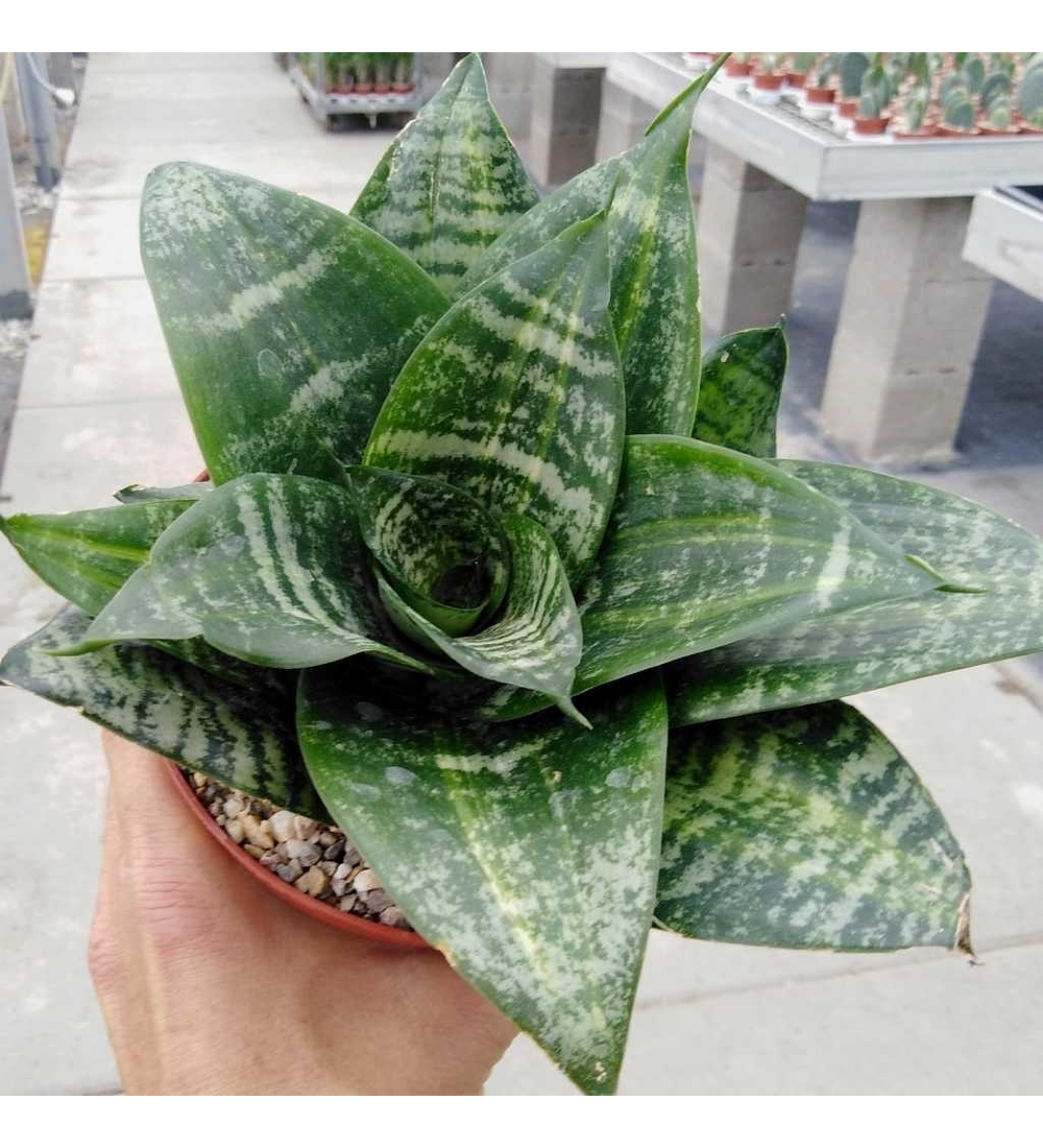 сансевиерия трифасциата грей страйп. сансевиерия hahnii green. Sansevieria trifasciata. сансевиерия zebra. сансевиерия трехполосая.