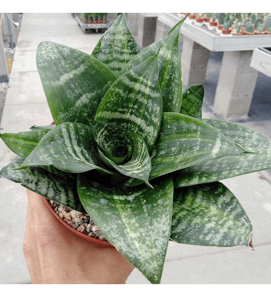 Sansevieria enana tigre