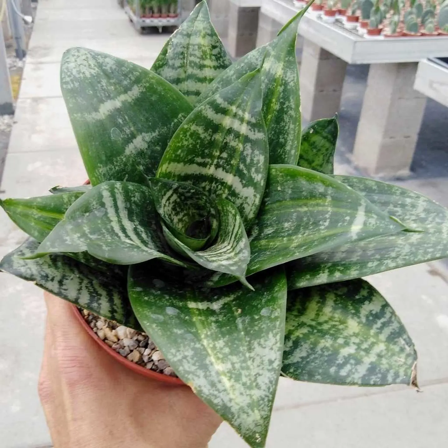 Sansevieria enana tigre 1