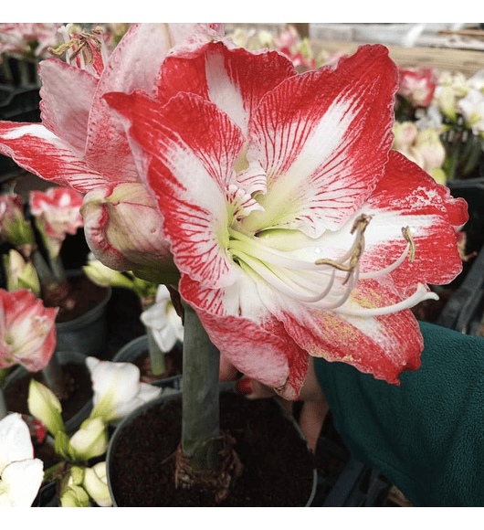 Amaryllis