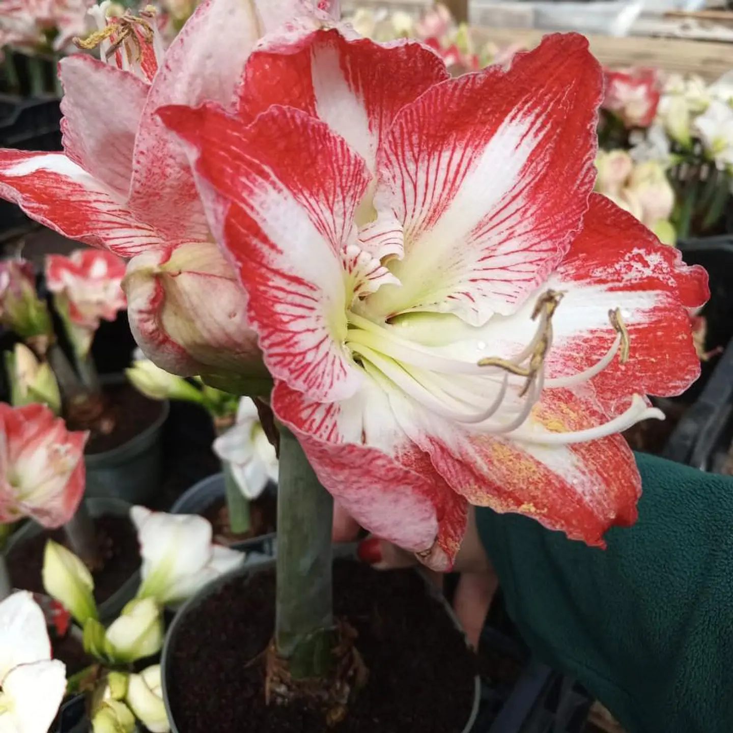 Amaryllis 2