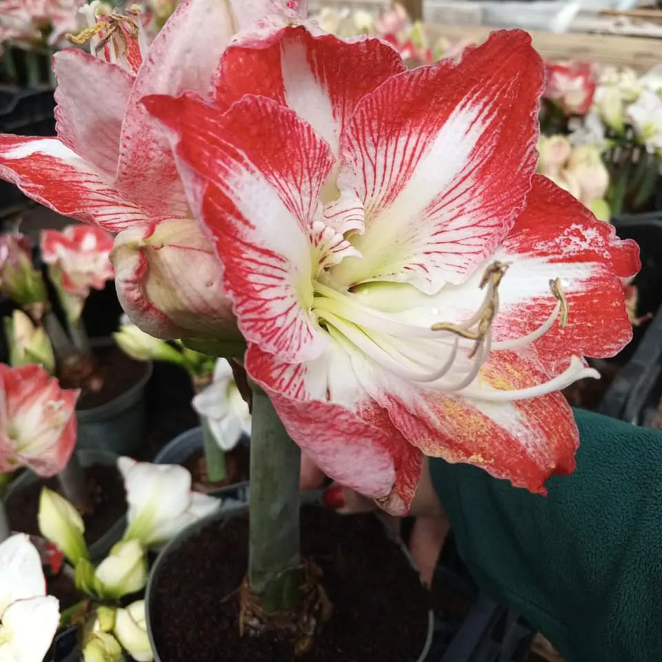 Amaryllis 2