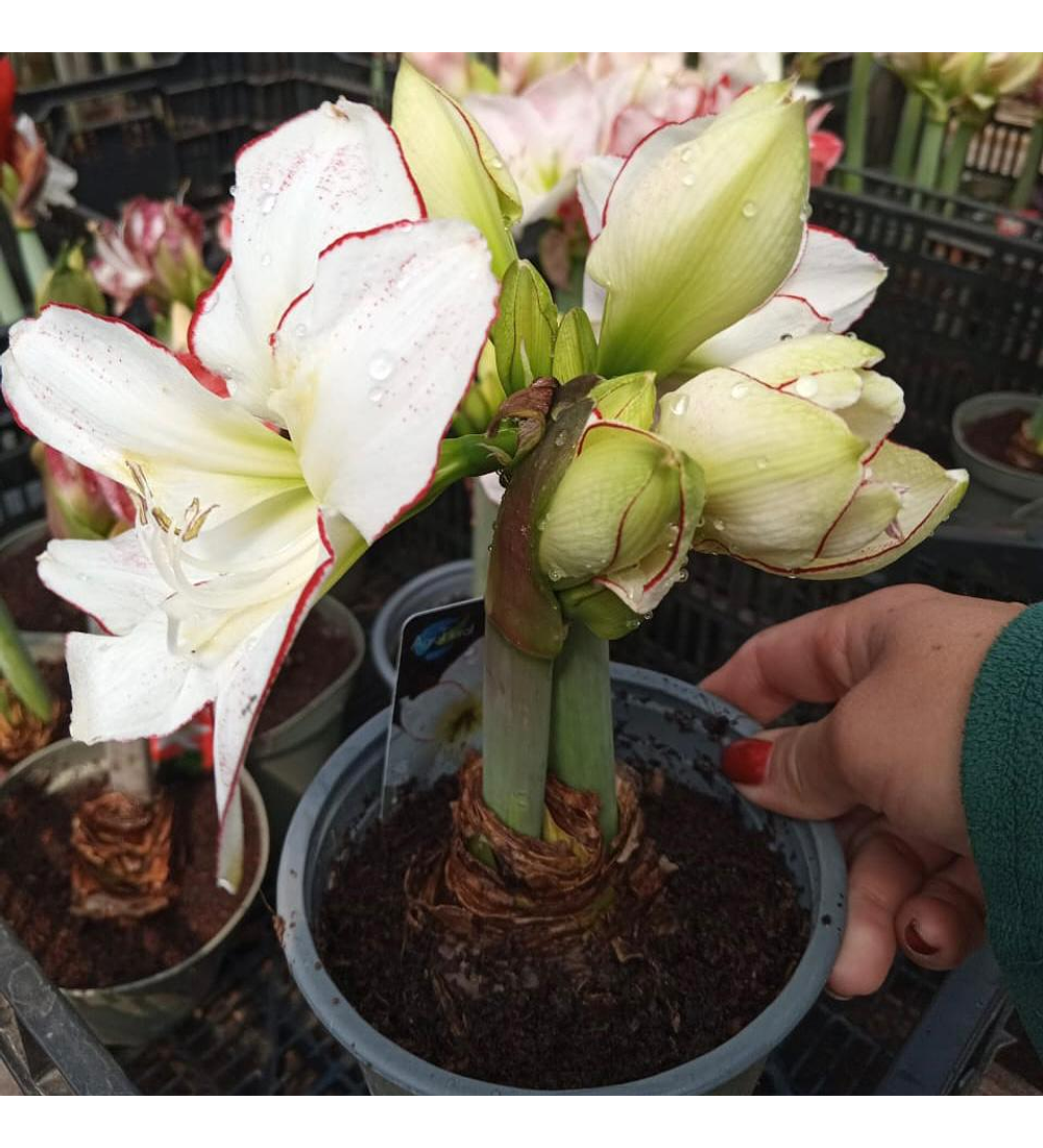 Amaryllis