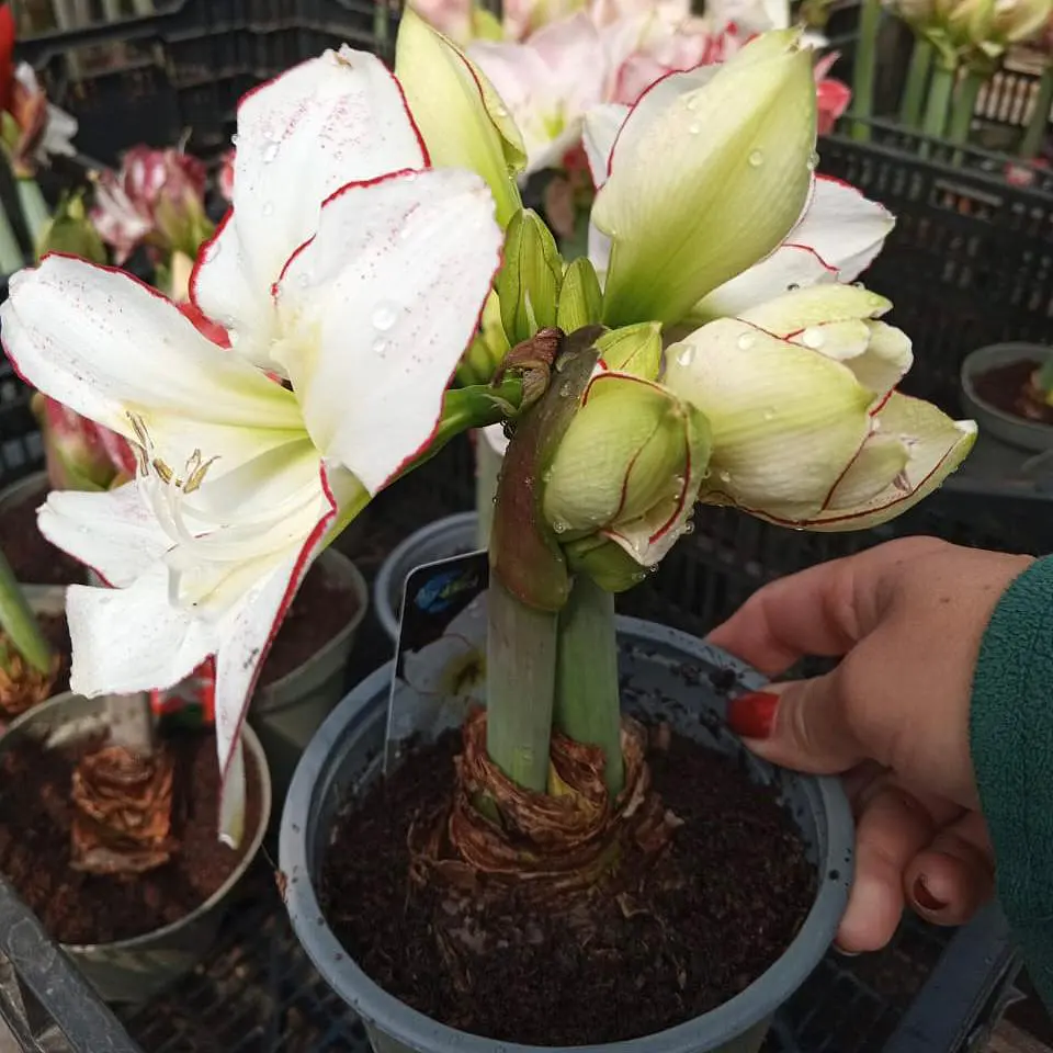 Amaryllis 3