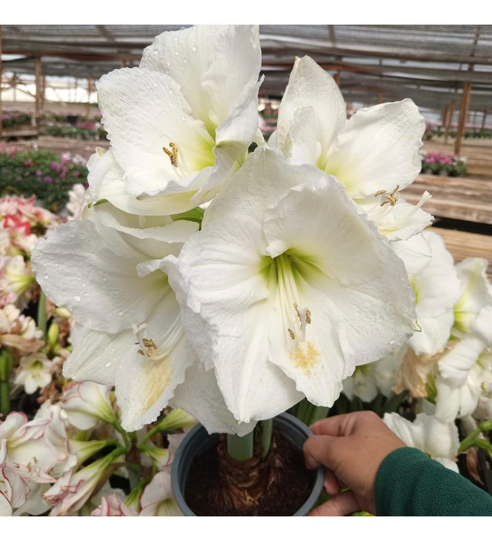 Amaryllis