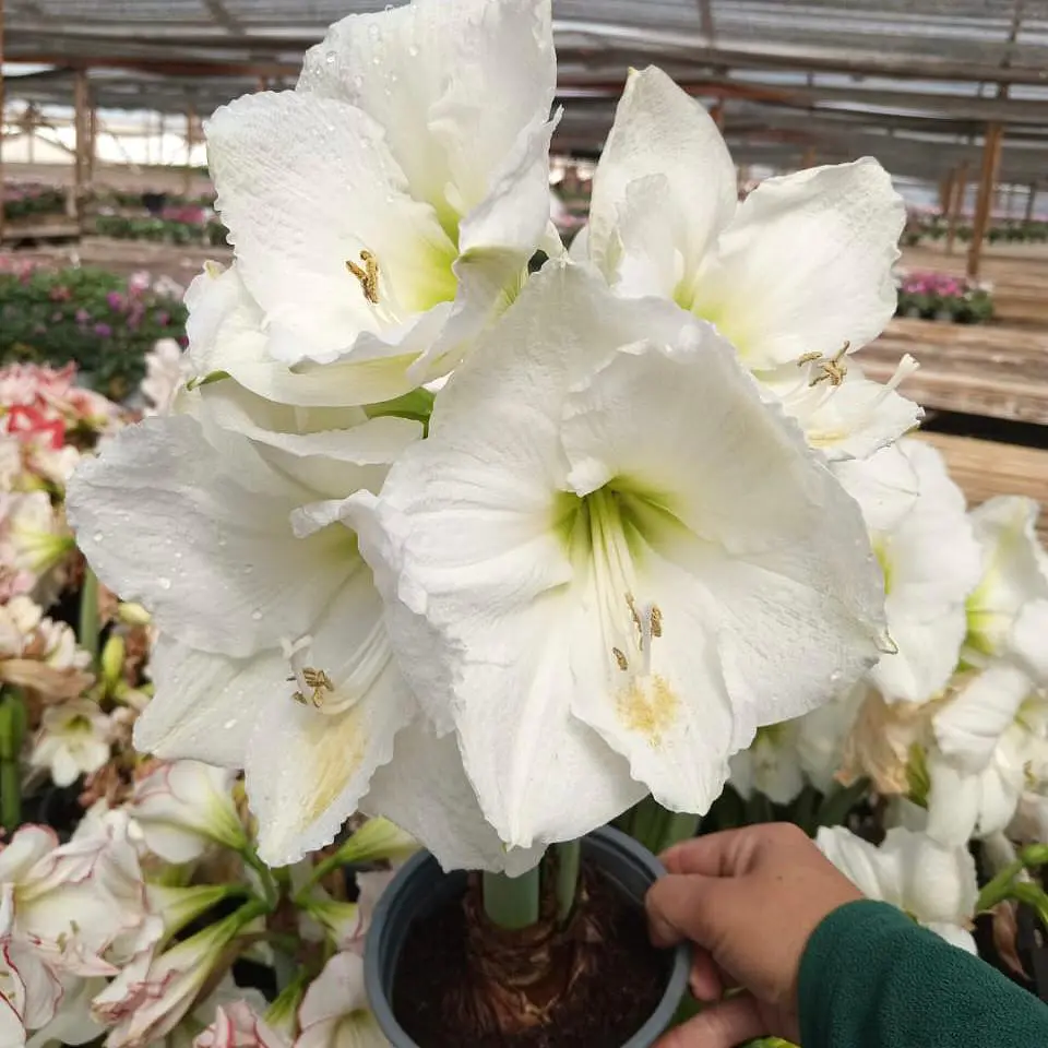 Amaryllis 1