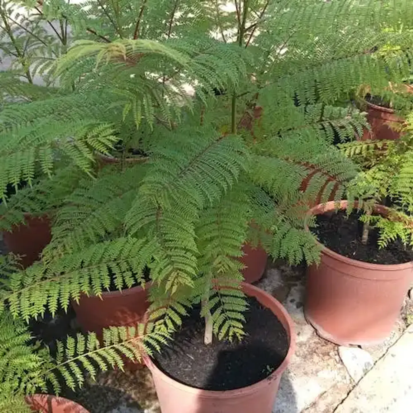 Jacarandá 6