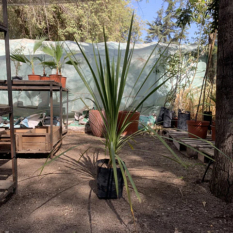 Dracena Marginata