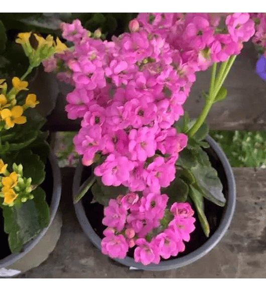 Kalanchoe