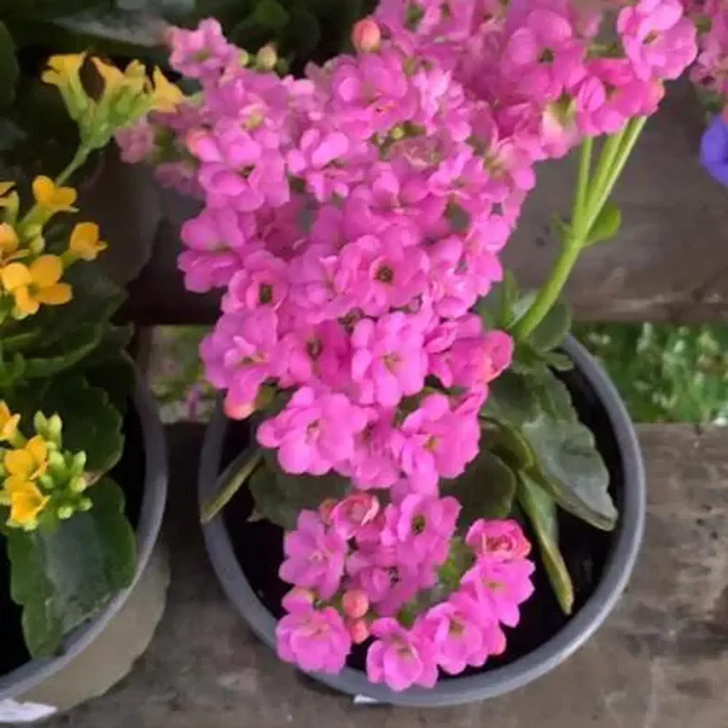 Kalanchoe 2