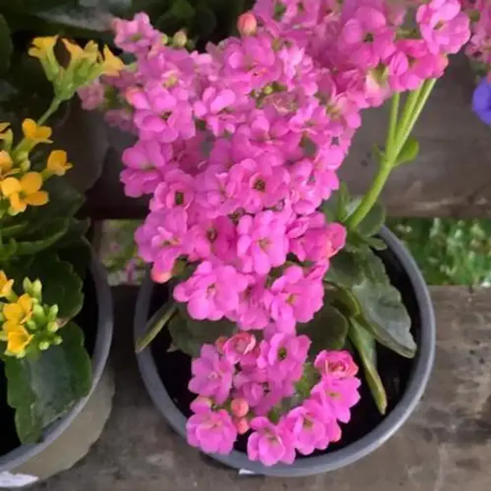 Kalanchoe 2