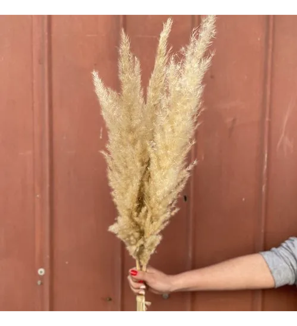 Pampas grass