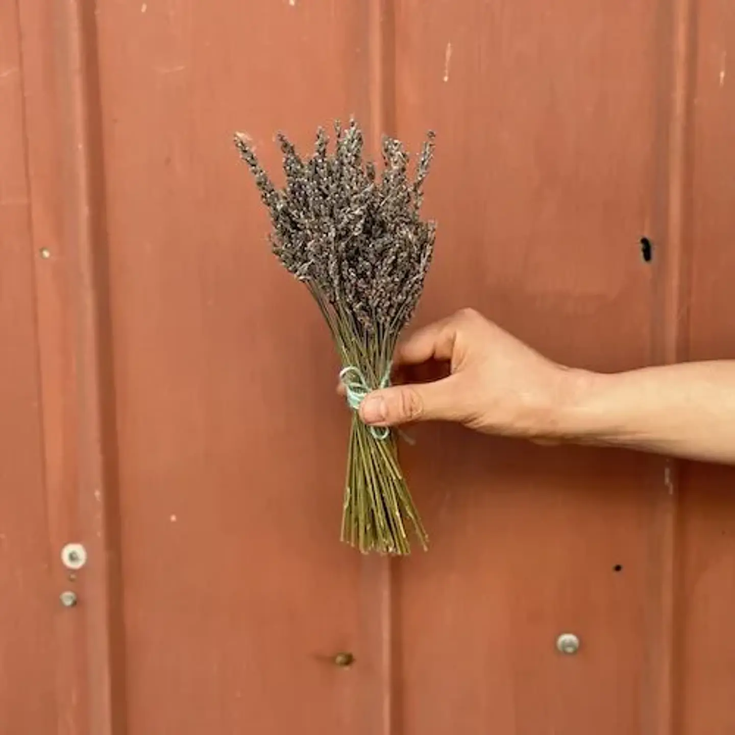 Ramo de lavanda 1