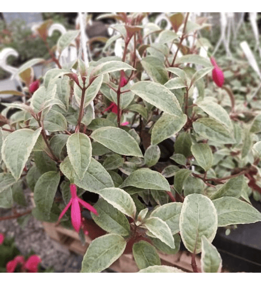 Fucsia variegada