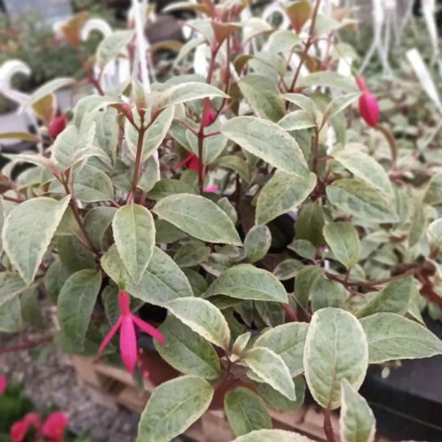 Fucsia variegada 1