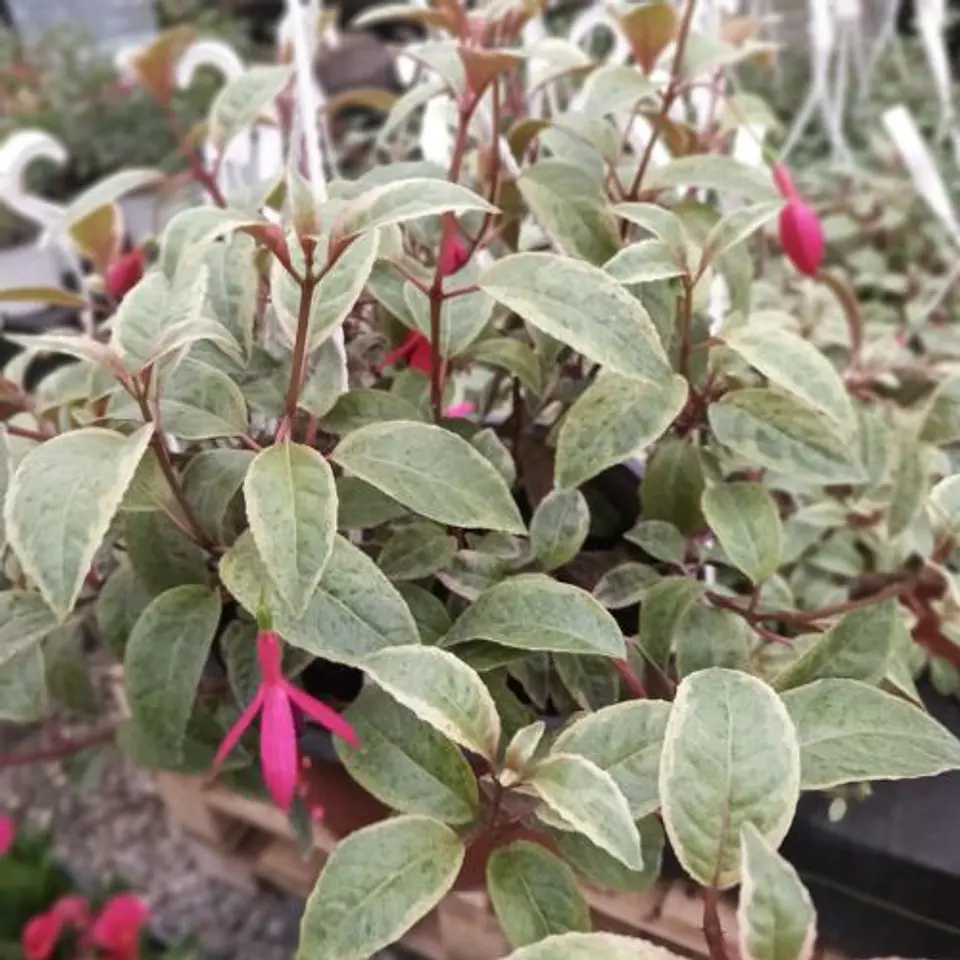Fucsia variegada 1