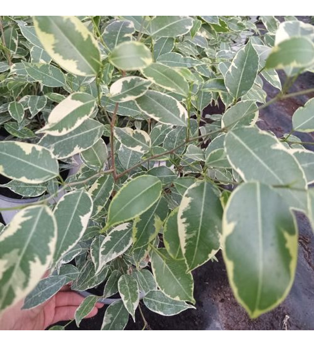 Ficus Golden King