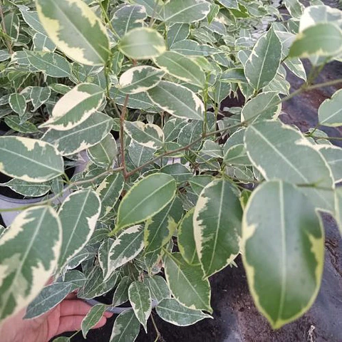 Ficus Golden King