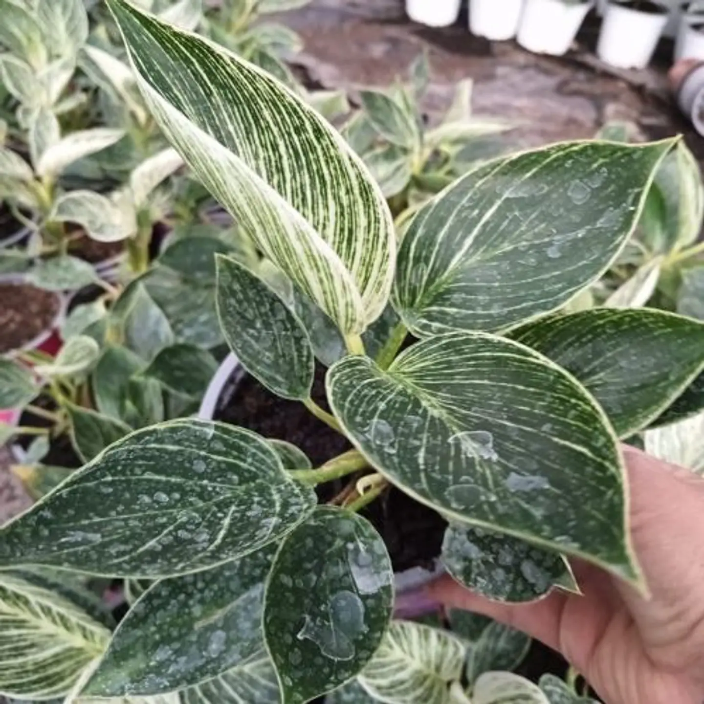 Philodendron Birkin (Zebra) 1