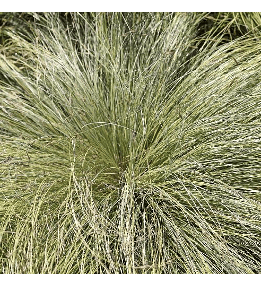 Carex verde
