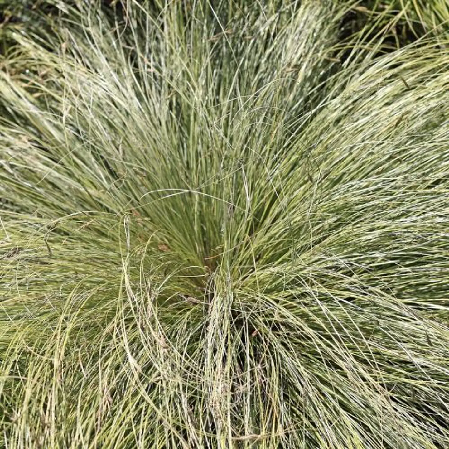 Carex verde 1