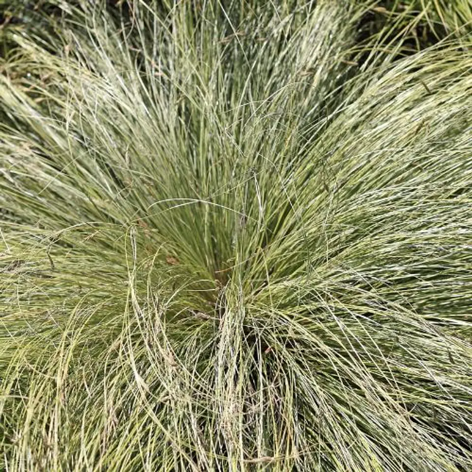 Carex verde 1