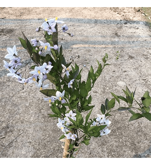 Solanum Jazminoides