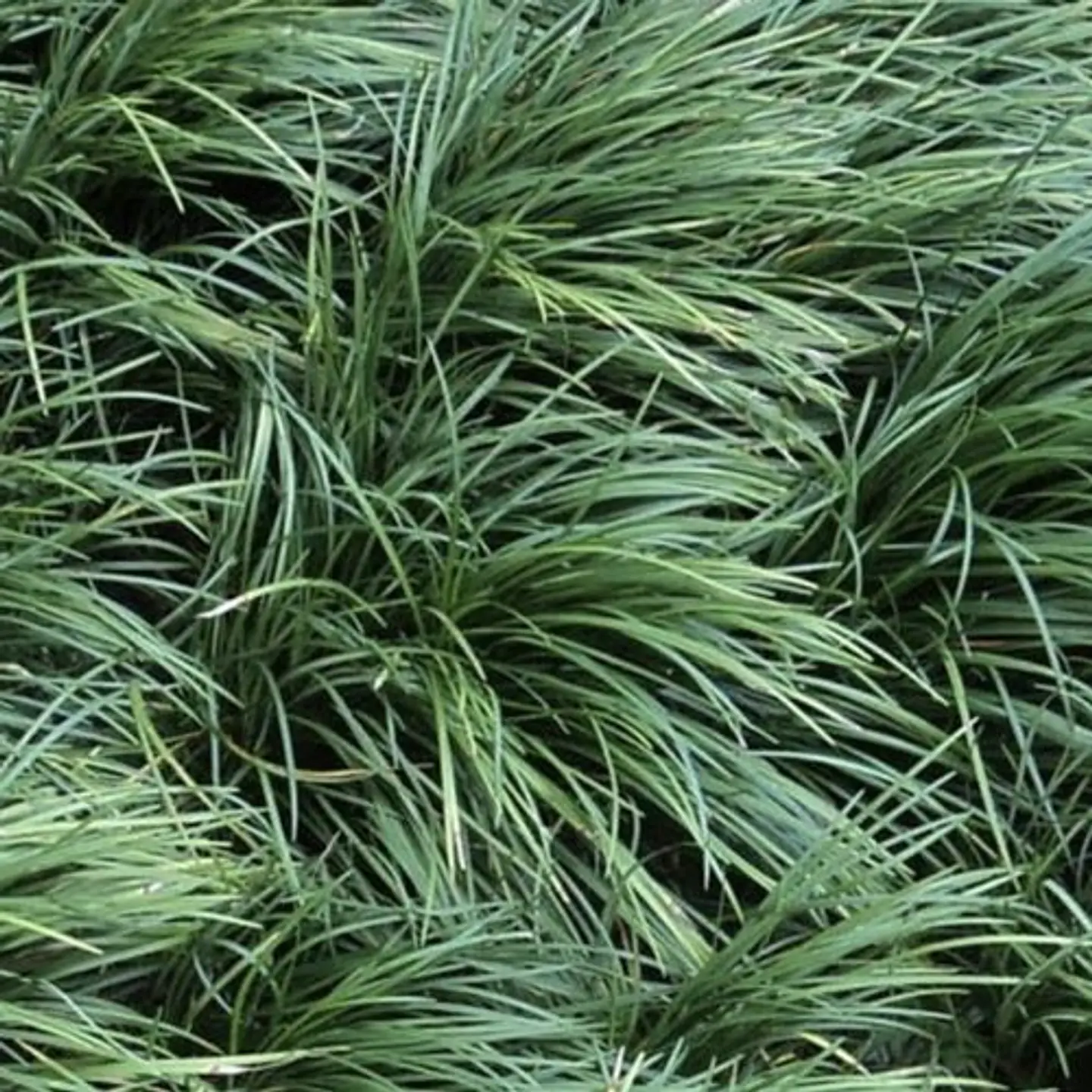 Ophiopogon (3 unidades) 1