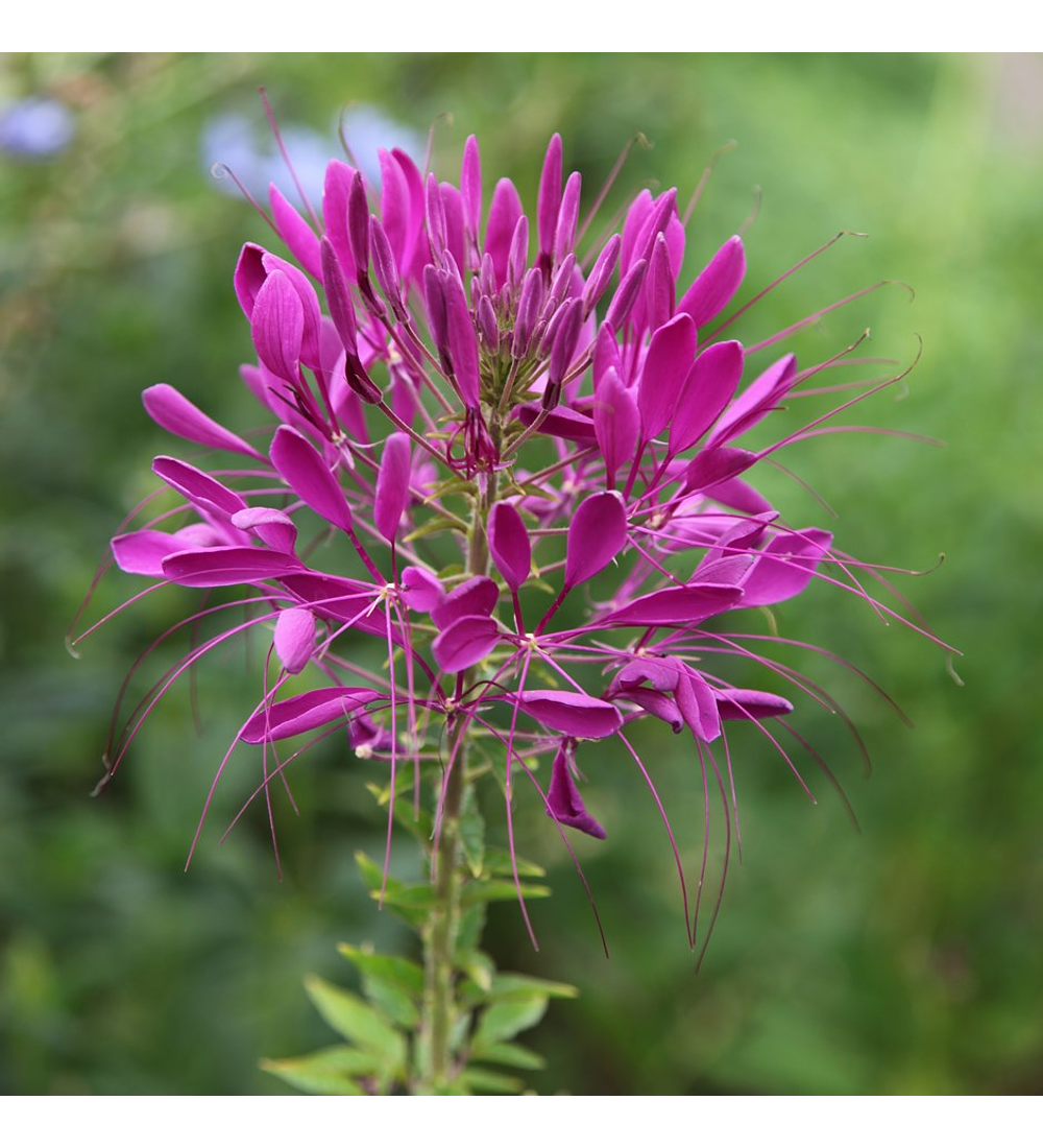 Cleome